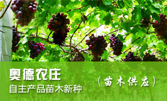 上海品艺生态园林发展有限公司